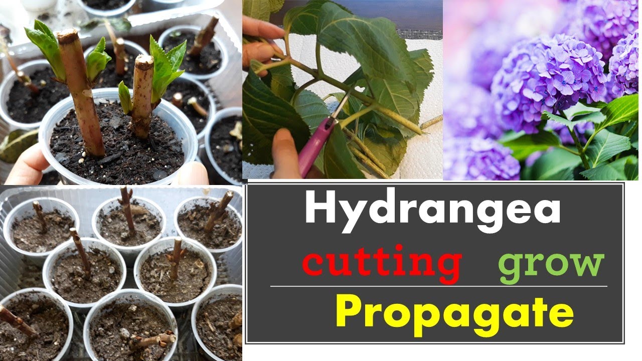 Grow More Hydrangeas for Less: Easy Cutting Propagation Guide