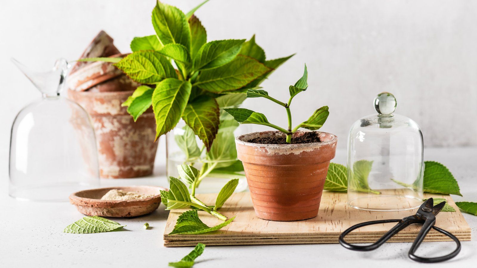 Master Hydrangea Propagation: Best Time & Tips for Cuttings