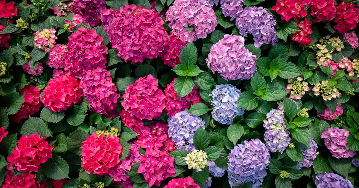 Propagate Hydrangeas from Cuttings: A Step-by-Step DIY Skill